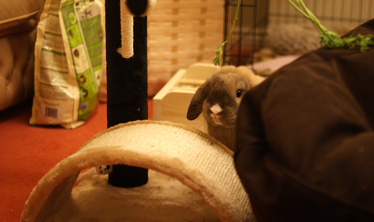 So you’re thinking of getting a house rabbit?