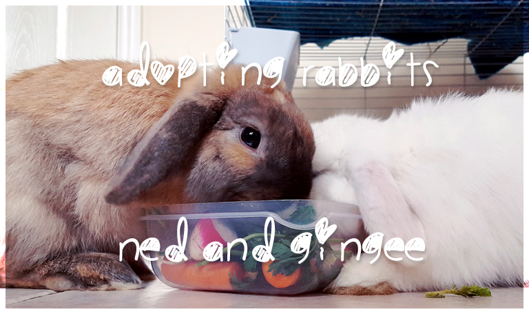 adopting rabbits - gotcha day