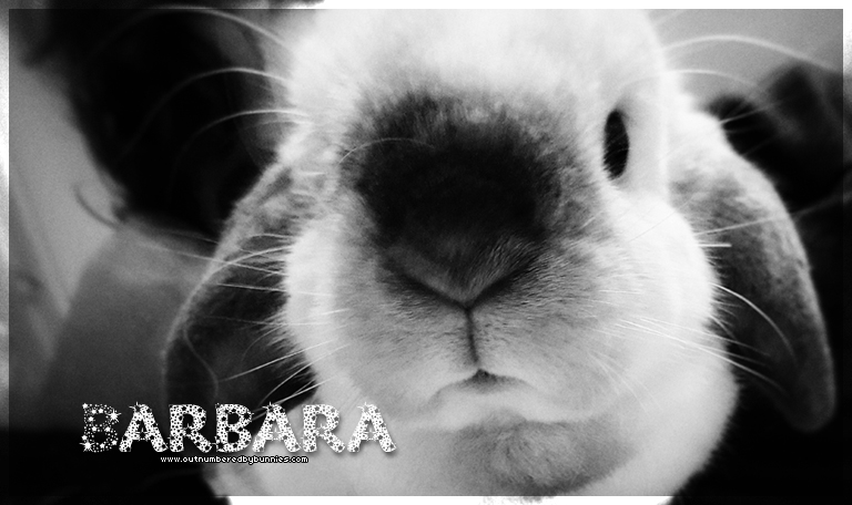 Barbara the rescue rabbit